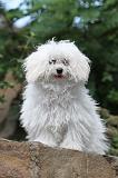 BICHON BOLONAIS 010